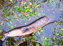 黑魚怎么釣？釣黑魚技巧