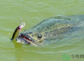 路亞釣黑魚用什么假餌？路亞釣黑魚用什么餌？