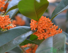 桂花可以做什么食物？桂花可以做什么吃的？