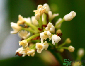 桂花一年開幾次花？桂花是幾月份開花？