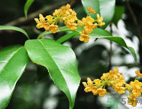  桂花什么季節(jié)開花？桂花什么時(shí)候開花？