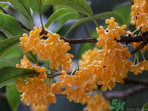  桂花什么季節(jié)開花？桂花什么時(shí)候開花？