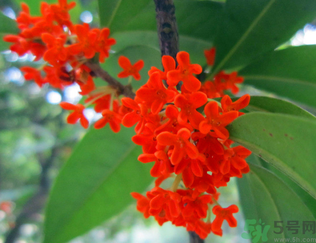  桂花什么季節(jié)開花？桂花什么時(shí)候開花？