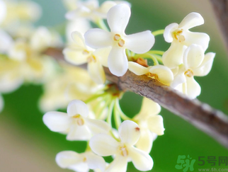 桂花是什么顏色？桂花有幾種顏色？