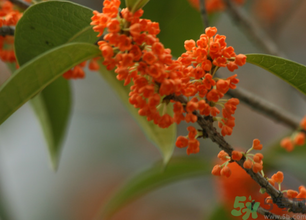 桂花可以做面膜嗎？?桂花面膜制作方法