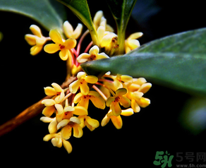 桂花怎么做香水？新鮮桂花怎么做香水？