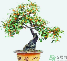 桂花樹可以種在室內(nèi)嗎？桂花樹適合在室內(nèi)嗎？