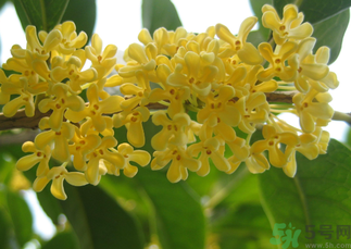 桂花和菊花可以一起泡茶嗎？桂花可以和能一起喝嗎？