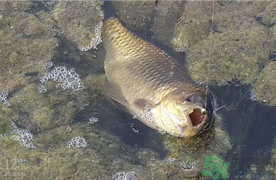 野生鯽魚和養(yǎng)殖鯽魚的區(qū)別 野生鯽魚和養(yǎng)殖鯽魚的營(yíng)養(yǎng)價(jià)值