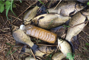 野生鯽魚和養(yǎng)殖鯽魚的區(qū)別 野生鯽魚和養(yǎng)殖鯽魚的營(yíng)養(yǎng)價(jià)值