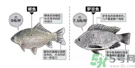 非洲鯽魚的營養(yǎng)價(jià)值 非洲鯽魚的功效與作用