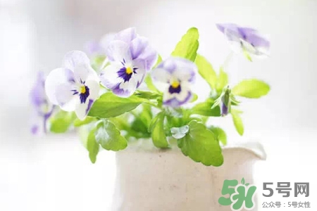 冬天種什么花好？冬天種什么花好養(yǎng)活？