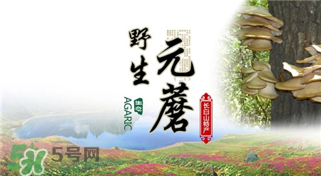 元蘑的營(yíng)養(yǎng)價(jià)值 元蘑的功效與作用