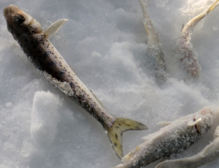 冬天怎么釣魚？冬天怎么釣鯽魚？