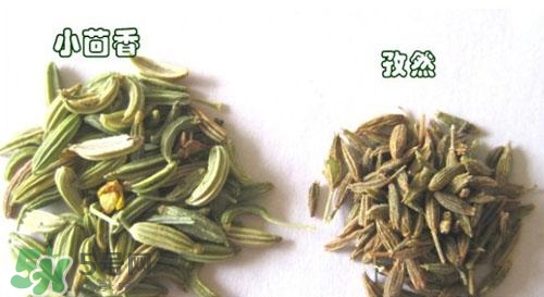 小茴香是孜然嗎？小茴香和孜然的區(qū)別