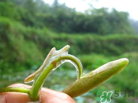 莼菜的營(yíng)養(yǎng)價(jià)值 莼菜的功效與作用