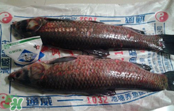 新鮮魚(yú)怎么腌制咸魚(yú)塊？咸魚(yú)塊怎么腌制