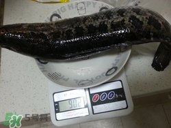 一斤魚可以做多少魚丸？一斤魚可以做幾個(gè)魚丸？