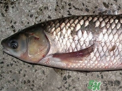 草魚(yú)可以做酸菜魚(yú)嗎?草魚(yú)可以燉湯嗎?