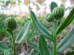 青青菜是什么野菜?青青菜的功效與作用