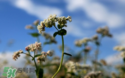 胃不好可以吃蕎麥嗎?胃不好吃蕎麥會(huì)怎么樣