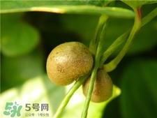 山藥豆要去皮嗎?山藥豆要?jiǎng)兤?