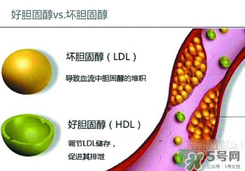 膽固醇高是血脂稠嗎？膽固醇高和血脂稠有什么聯(lián)系？