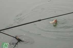 立春后能釣魚嗎？立春后好釣魚嗎？