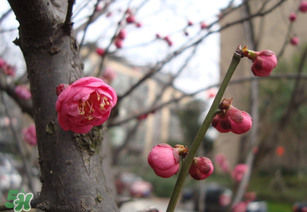 立春后種什么花？立春時開的花有哪些？