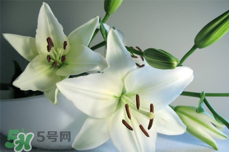 百合花葉子發(fā)黃怎么回事？百合花葉子發(fā)黃怎么辦？