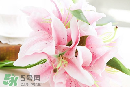 養(yǎng)百合花用什么水？養(yǎng)百合花水里放什么？