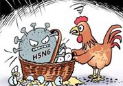 h7n9禽流感怎么預(yù)防？預(yù)防h7n9禽流感知識