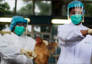 h7n9禽流感可以治愈嗎？禽流感能治好嗎？