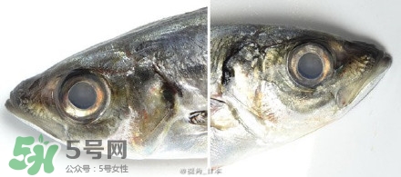 怎么自制死魚眼眼鏡？死魚眼眼鏡哪里買？