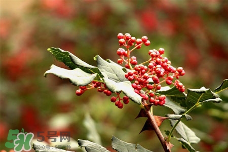 花椒水能治痔瘡嗎？花椒水治痔瘡有效果嗎？