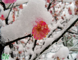 春天下雪意味著什么？春天為什么會下雪？