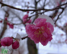 春天下雪意味著什么？春天為什么會下雪？