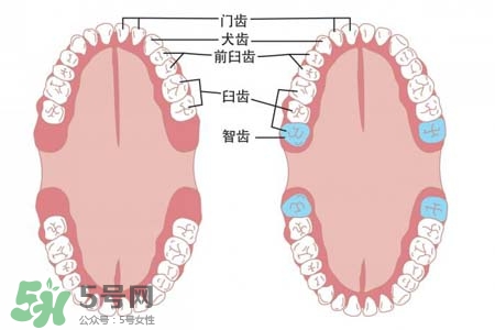 智齒能用舌頭舔嗎？喜歡舔智齒怎么辦？