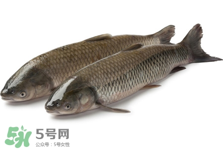 孕婦可以吃草魚嗎？懷孕了能吃草魚嗎？