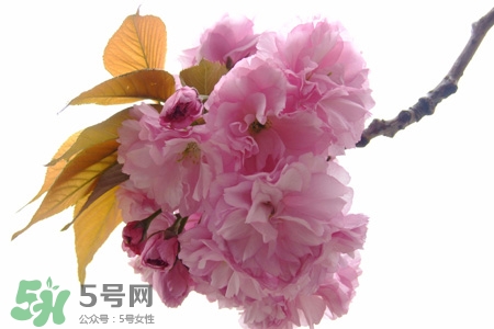 3月份有櫻花嗎？三月份櫻花都開(kāi)了嗎？