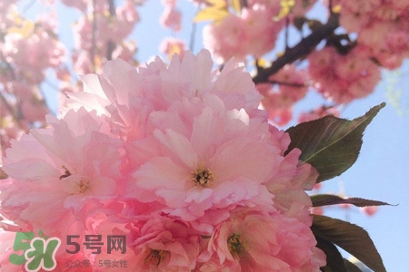 3月份有櫻花嗎？三月份櫻花都開(kāi)了嗎？