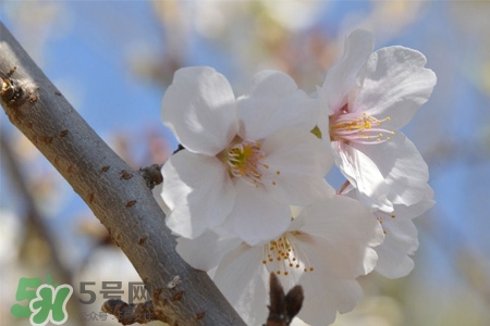 櫻花是櫻桃樹的花嗎？櫻桃花和櫻花的區(qū)別