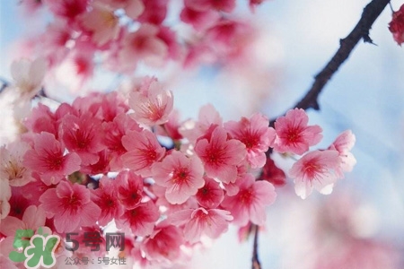 櫻花的花語(yǔ)是什么？櫻花代表什么意思？