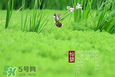 驚蟄吃什么蔬菜好？驚蟄節(jié)氣養(yǎng)生吃什么蔬菜？