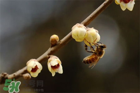 驚蟄要吃芋頭嗎？驚蟄為什么吃芋頭？