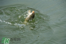 三月份可以釣魚(yú)了嗎？三月份好釣魚(yú)嗎？