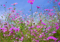 花粉過敏會(huì)遺傳嗎？花粉過敏為什么會(huì)遺傳？