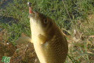 驚蟄前后可以夜釣鯉魚嗎？驚蟄前后釣魚技巧