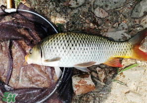 驚蟄前后可以夜釣鯉魚嗎？驚蟄前后釣魚技巧