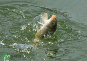 驚蟄過后好釣魚嗎？驚蟄后陰雨天好釣魚嗎？